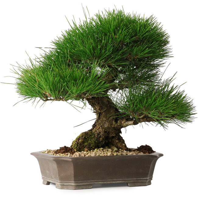 Pinus thunbergii, 33 cm, ± 30 años