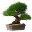 Pinus thunbergii, 33 cm, ± 30 years old