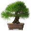 Pinus thunbergii, 33 cm, ± 30 years old