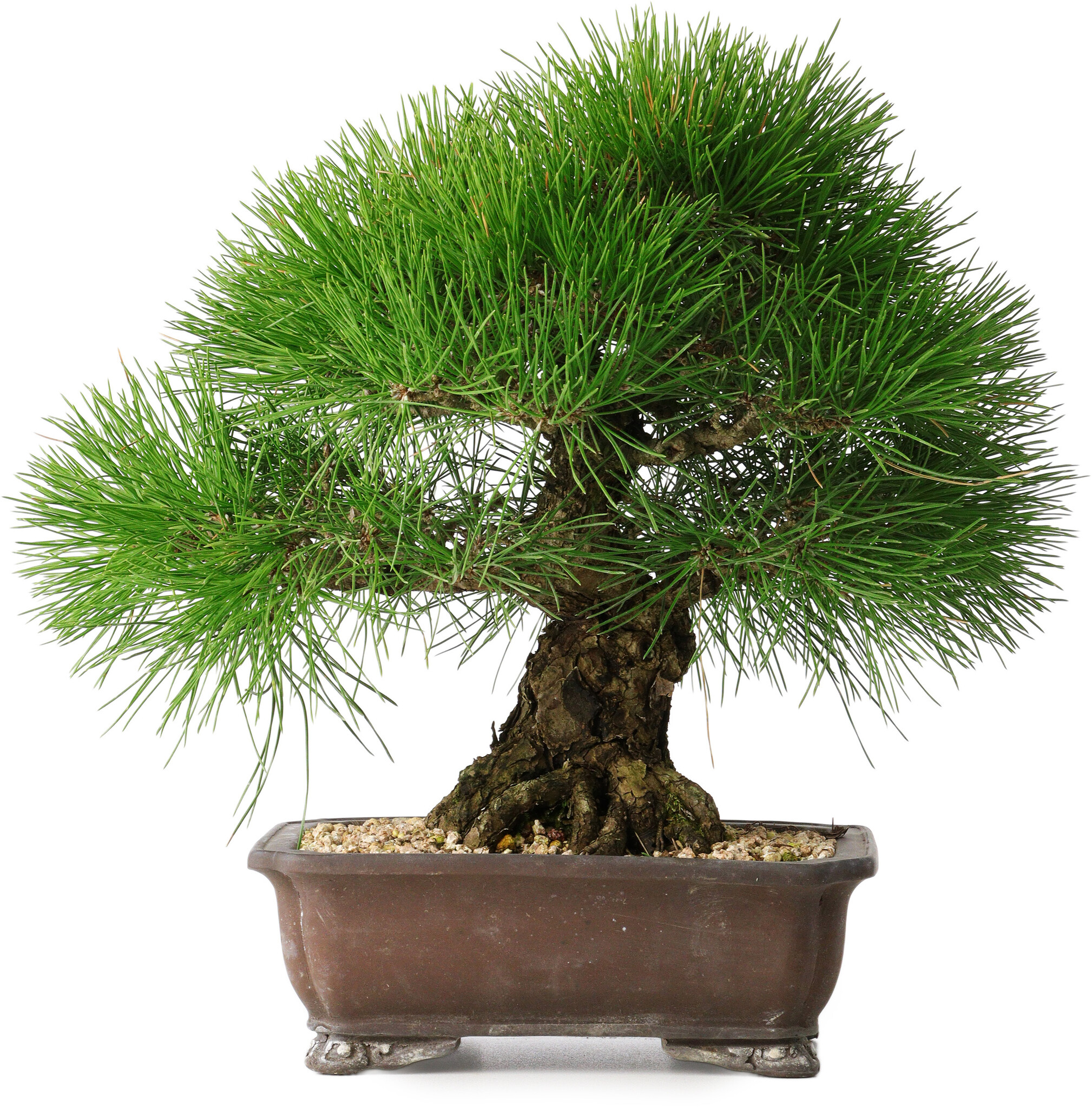 Pinus thunbergii, 33 cm,  30 years old - Bonsai Plaza