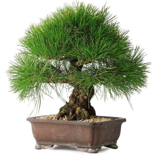 Pinus thunbergii, 33 cm, ± 30 ans
