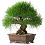 Pinus thunbergii, 33 cm, ± 30 anni
