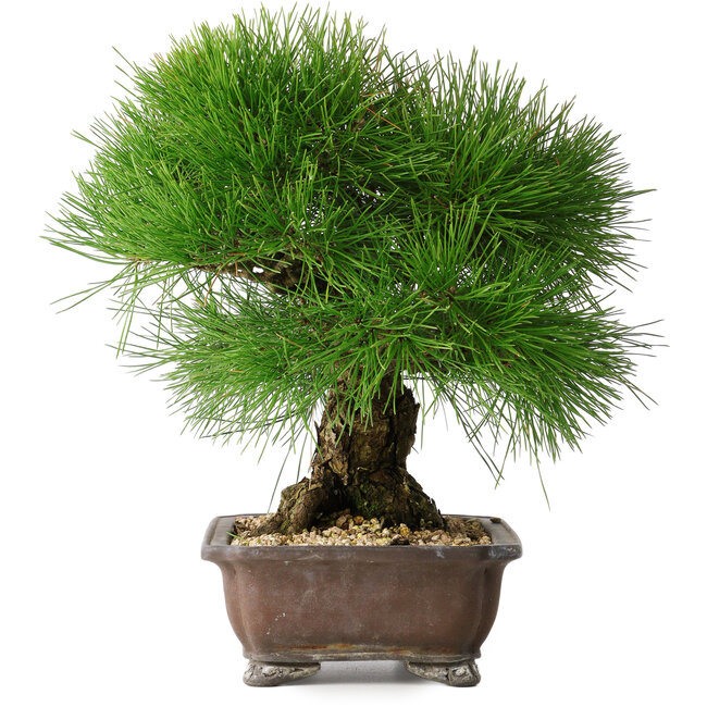 Pinus thunbergii, 33 cm, ± 30 years old