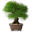 Pinus thunbergii, 33 cm, ± 30 years old