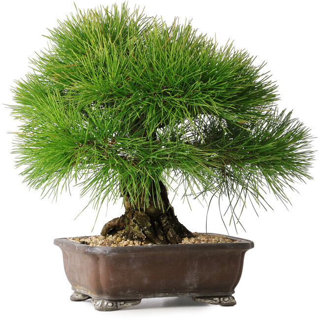 Pinus thunbergii, 33 cm, ± 30 años