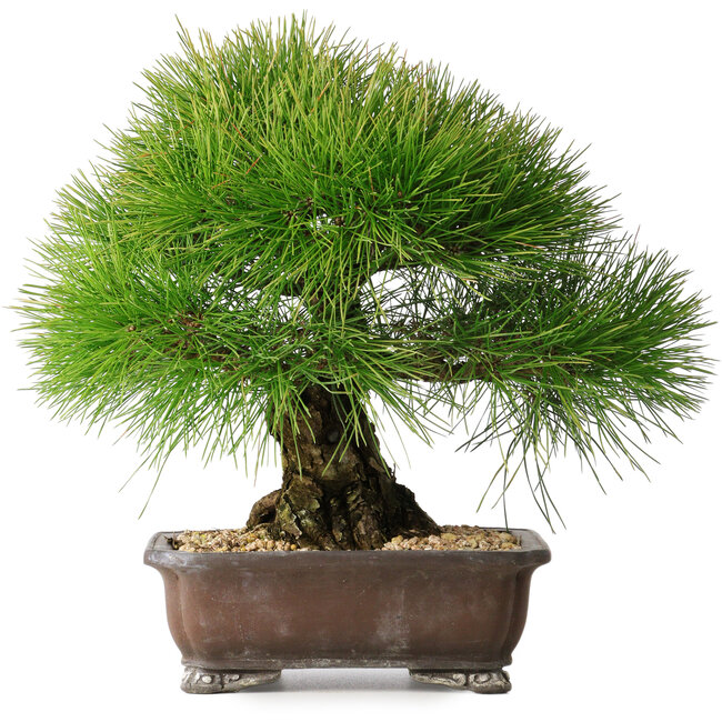 Pinus thunbergii, 33 cm, ± 30 Jahre alt