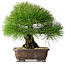 Pinus thunbergii, 33 cm, ± 30 years old