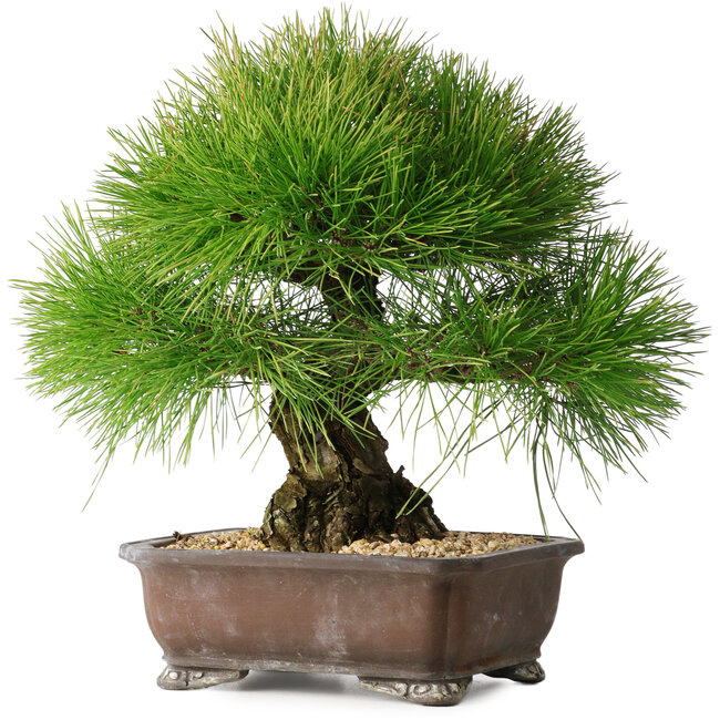 Pinus thunbergii, 33 cm, ± 30 ans