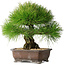 Pinus thunbergii, 33 cm, ± 30 years old