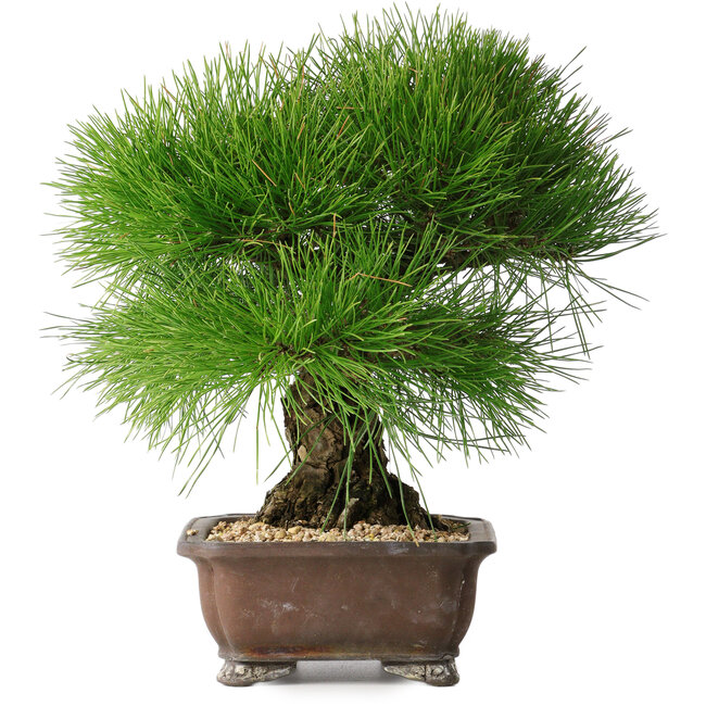 Pinus thunbergii, 33 cm, ± 30 jaar oud