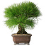 Pinus thunbergii, 33 cm, ± 30 years old