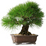 Pinus thunbergii, 33 cm, ± 30 years old