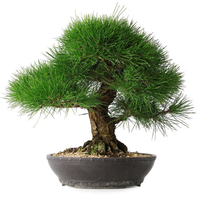 Pinus thunbergii, 33,2 cm, ± 30 Jahre alt