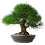 Pinus thunbergii, 33,2 cm, ± 30 Jahre alt