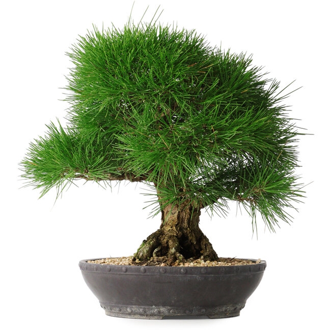 Pinus thunbergii, 33,2 cm, ± 30 Jahre alt