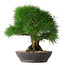 Pinus thunbergii, 33,2 cm, ± 30 Jahre alt