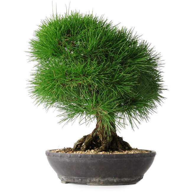 Pinus thunbergii, 33,2 cm, ± 30 jaar oud