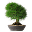 Pinus thunbergii, 33,2 cm, ± 30 Jahre alt