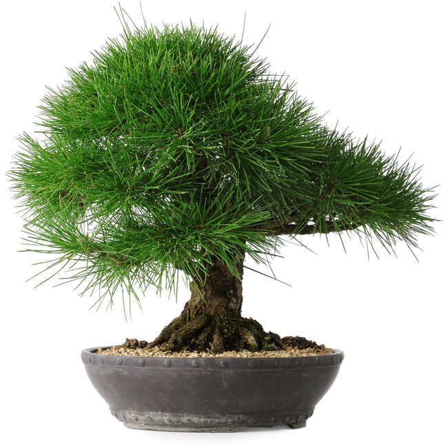 Pinus thunbergii, 33,2 cm, ± 30 jaar oud