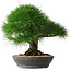 Pinus thunbergii, 33,2 cm, ± 30 jaar oud