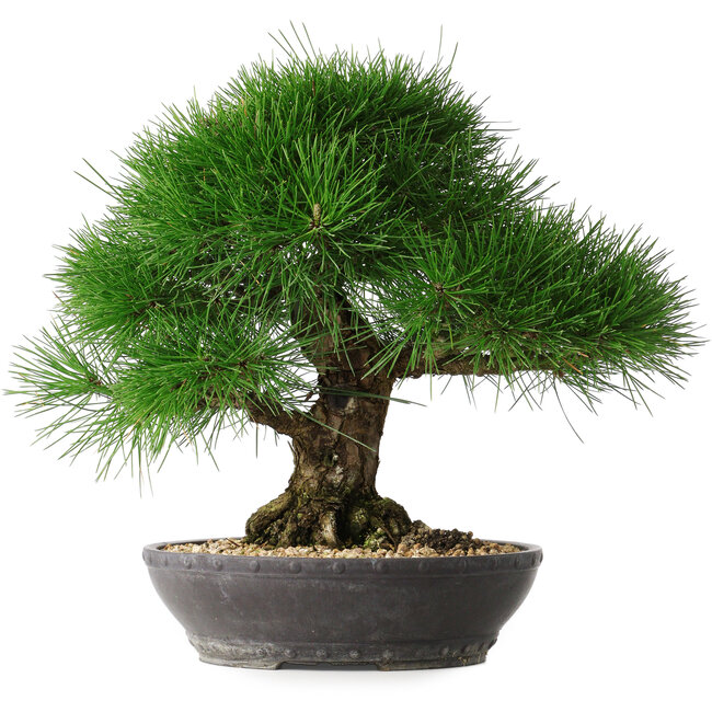 Pinus thunbergii, 33,2 cm, ± 30 años
