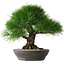 Pinus thunbergii, 33,2 cm, ± 30 jaar oud