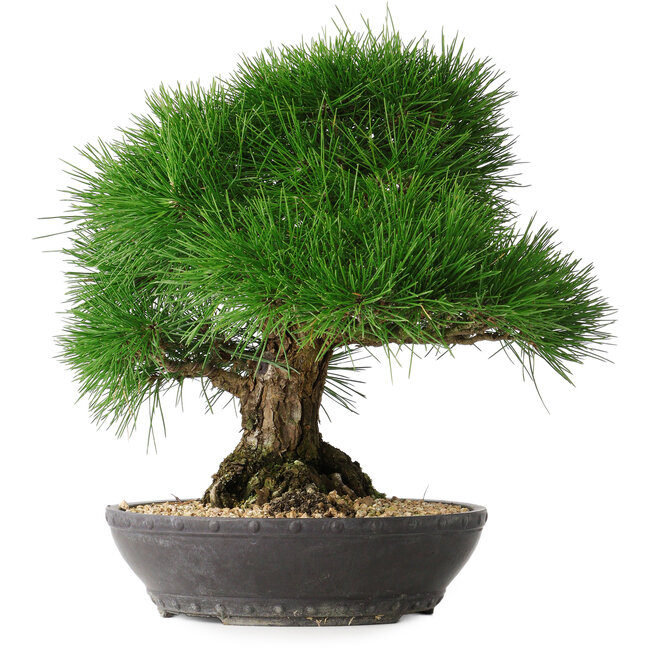 Pinus thunbergii, 33,2 cm, ± 30 jaar oud
