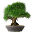 Pinus thunbergii, 33,2 cm, ± 30 Jahre alt