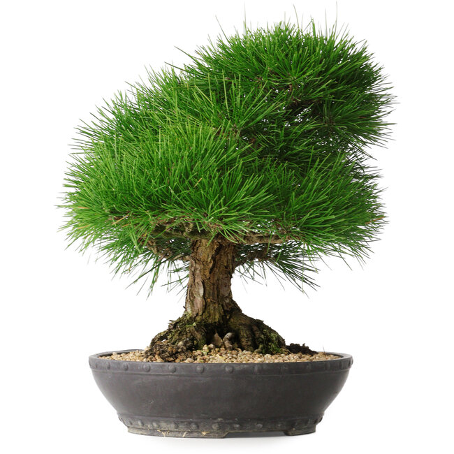 Pinus thunbergii, 33,2 cm, ± 30 ans