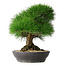 Pinus thunbergii, 33,2 cm, ± 30 jaar oud