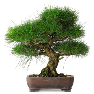Pinus thunbergii, 36,5 cm, ± 30 years old