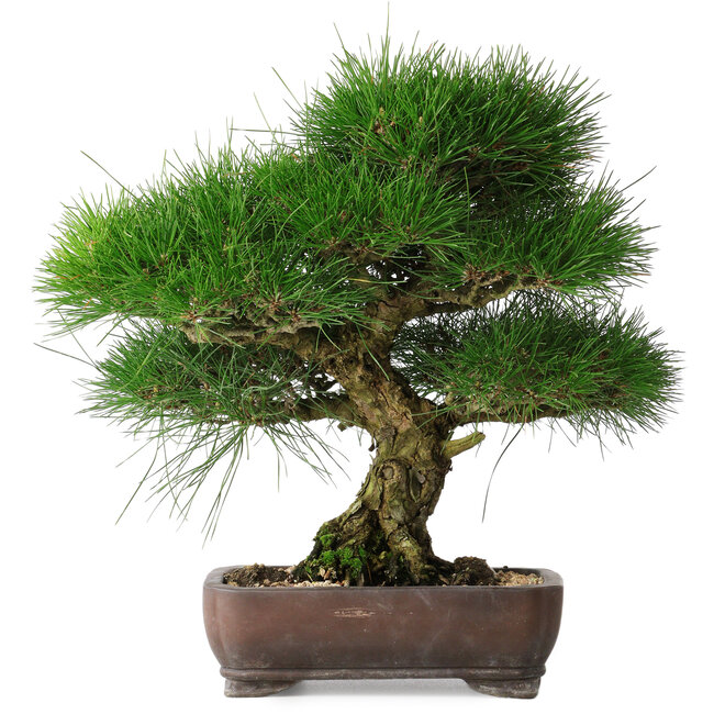 Pinus thunbergii, 36,5 cm, ± 30 jaar oud