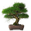 Pinus thunbergii, 36,5 cm, ± 30 jaar oud