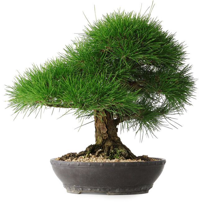 Pinus thunbergii, 33,2 cm, ± 30 Jahre alt