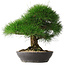 Pinus thunbergii, 33,2 cm, ± 30 years old