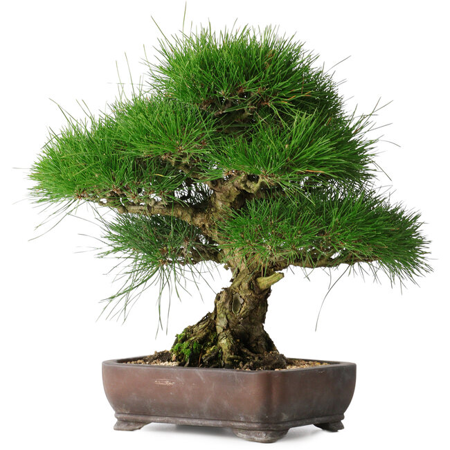 Pinus thunbergii, 36,5 cm, ± 30 years old