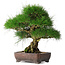 Pinus thunbergii, 36,5 cm, ± 30 jaar oud