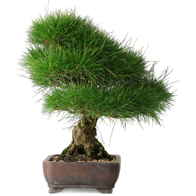 Pinus thunbergii, 36,5 cm, ± 30 ans
