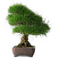 Pinus thunbergii, 36,5 cm, ± 30 jaar oud