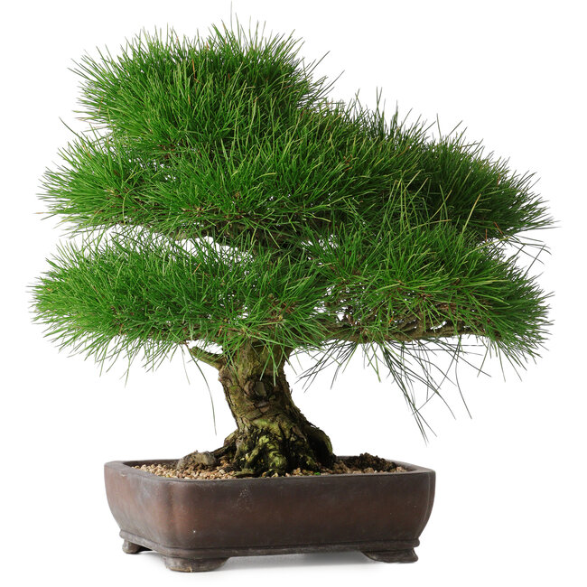 Pinus thunbergii, 36,5 cm, ± 30 years old