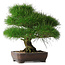 Pinus thunbergii, 36,5 cm, ± 30 jaar oud