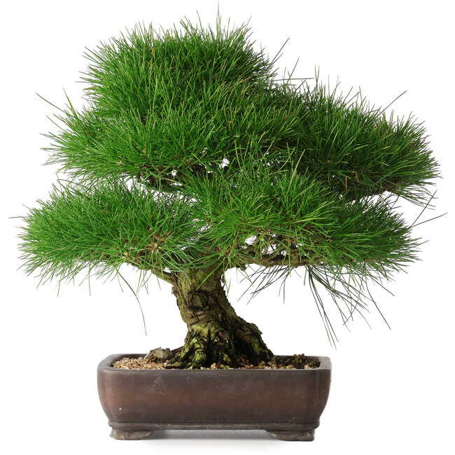 Pinus thunbergii, 36,5 cm, ± 30 años