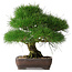 Pinus thunbergii, 36,5 cm, ± 30 years old