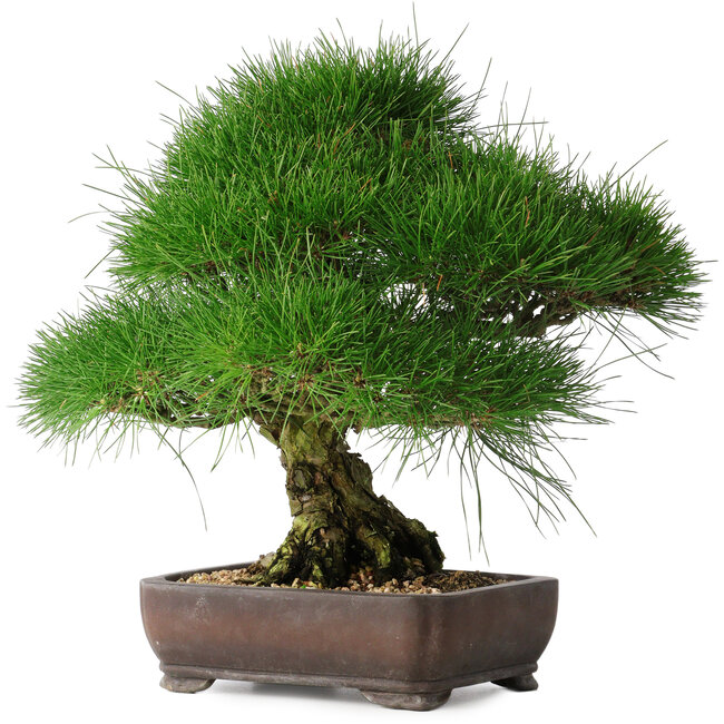 Pinus thunbergii, 36,5 cm, ± 30 years old