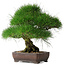 Pinus thunbergii, 36,5 cm, ± 30 jaar oud