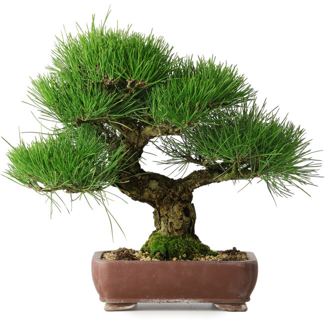 Pinus thunbergii, 34 cm, ± 30 jaar oud