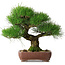 Pinus thunbergii, 34 cm, ± 30 jaar oud