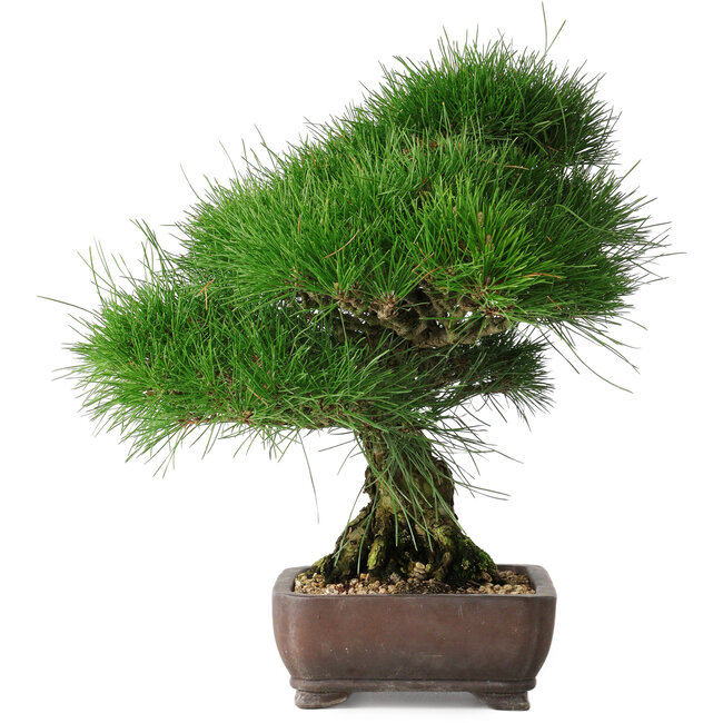 Pinus thunbergii, 36,5 cm, ± 30 ans