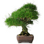 Pinus thunbergii, 36,5 cm, ± 30 jaar oud
