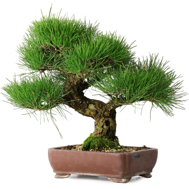 Pinus thunbergii, 34 cm, ± 30 ans